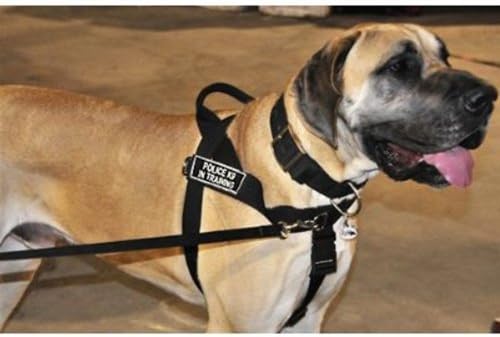 DT Universal Nema kabelskog snopa za pse, policija K9 u treningu, crna, X-velika, odgovara veličina opsega: 36-inča do 47-inča