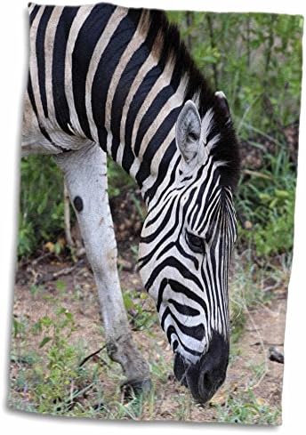 3Droza Sven Herkenrath životinja - izbliza zebra ispašu u šumi - ručnici
